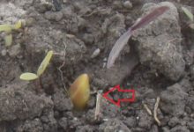 2017年冬　チューリップの球根を植える