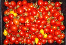 ミニトマトの種まき