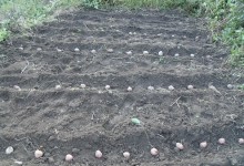 きゅうり跡地にジャガイモを植えてみた