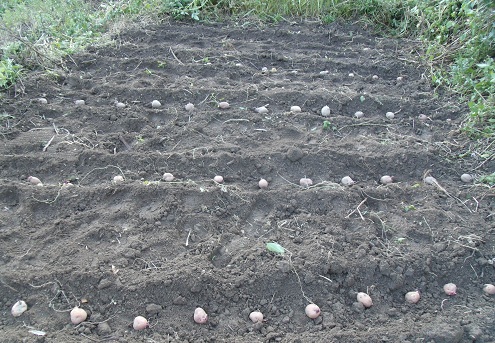 きゅうり跡地にジャガイモを植えてみた