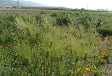 こぼれ種から生えた麦と観賞用麦
